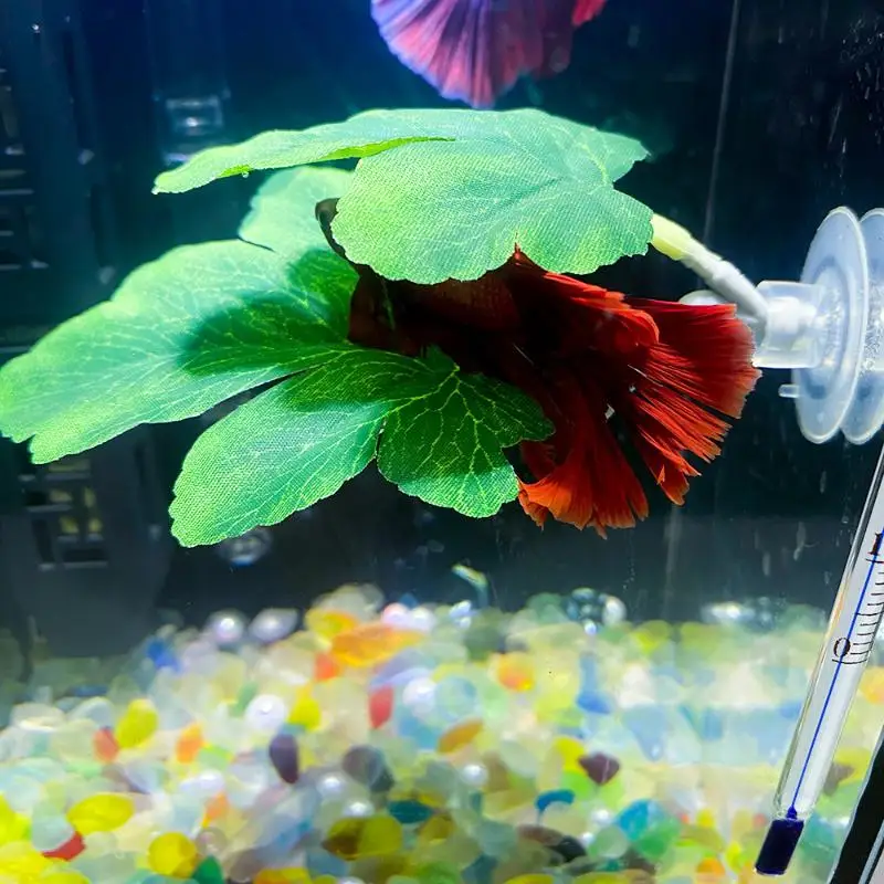 Planted Aquarium Betta - Hamaca de hojas de pescado Betta,