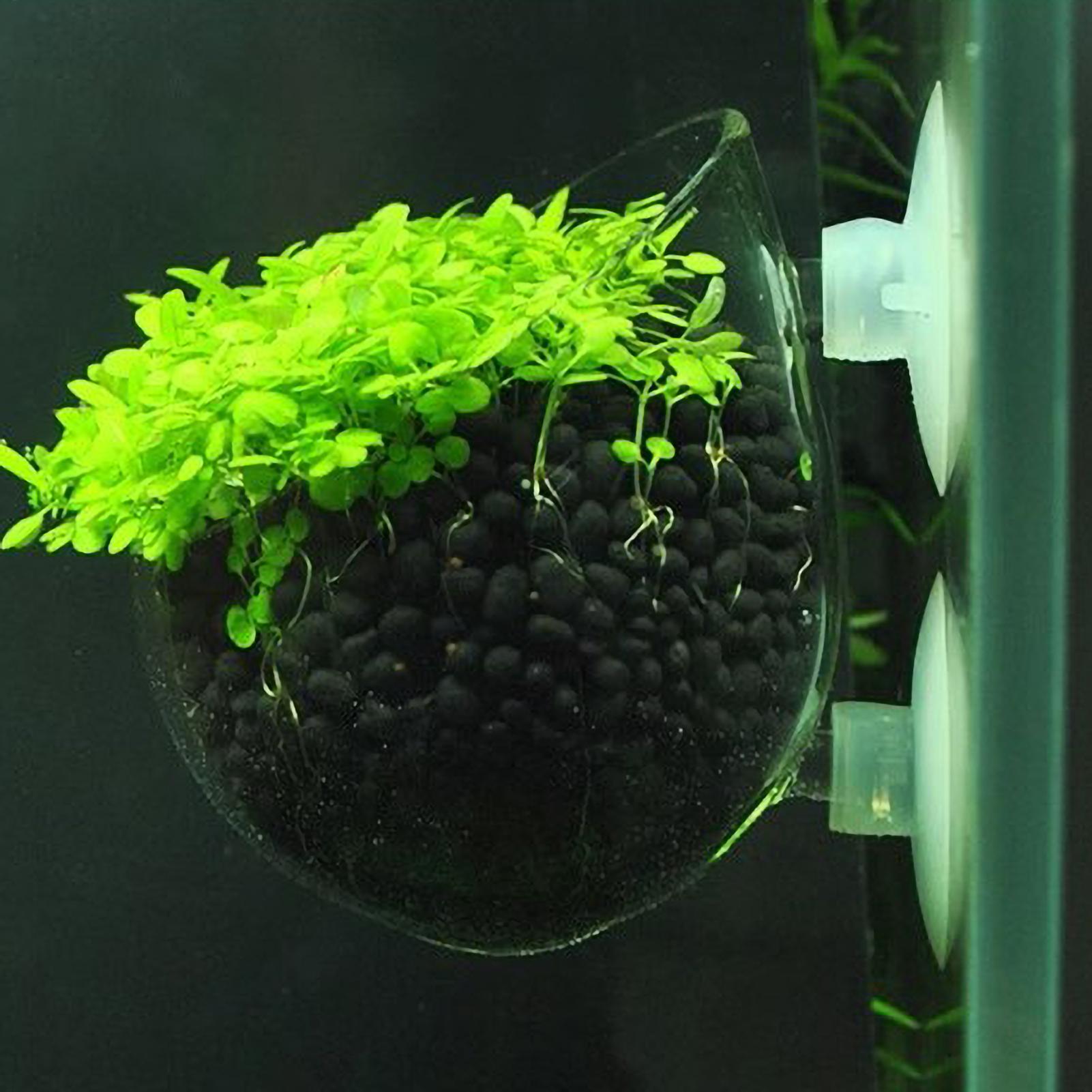 Soporte para Plantas de Acuari - Planted Aquarium Aquascape reseña y precio