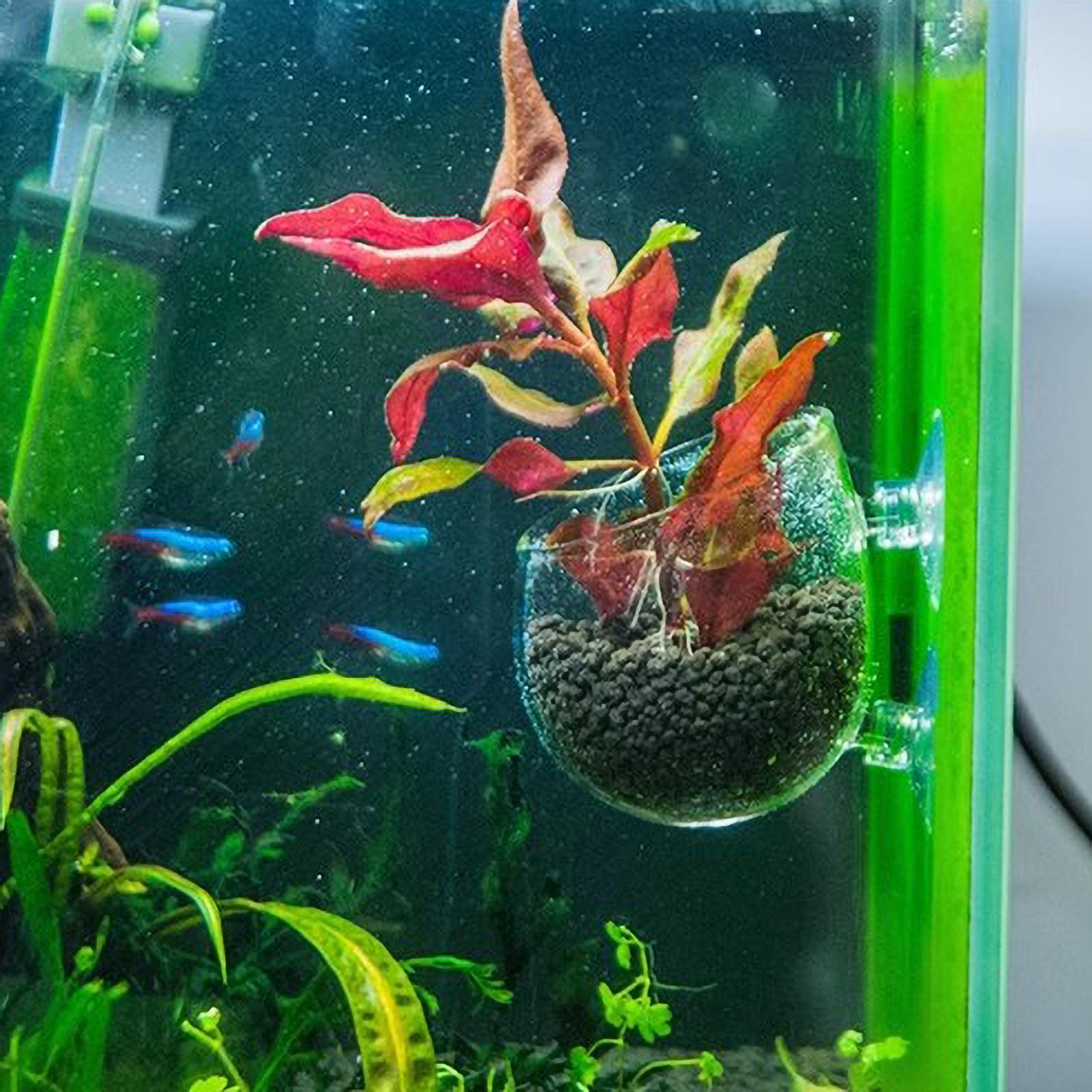 Soporte para Plantas de Acuari - Planted Aquarium Aquascape reseña y precio