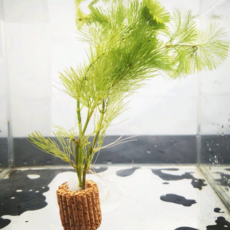 Hojas Artificiales para Descan - Planted Aquarium Betta reseña y precio
