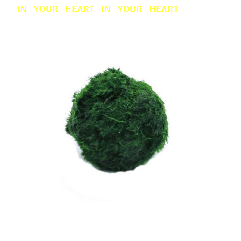 【X】Bolas de Musgo Marimo de 3- - Planted Aquarium Algae reseña y precio