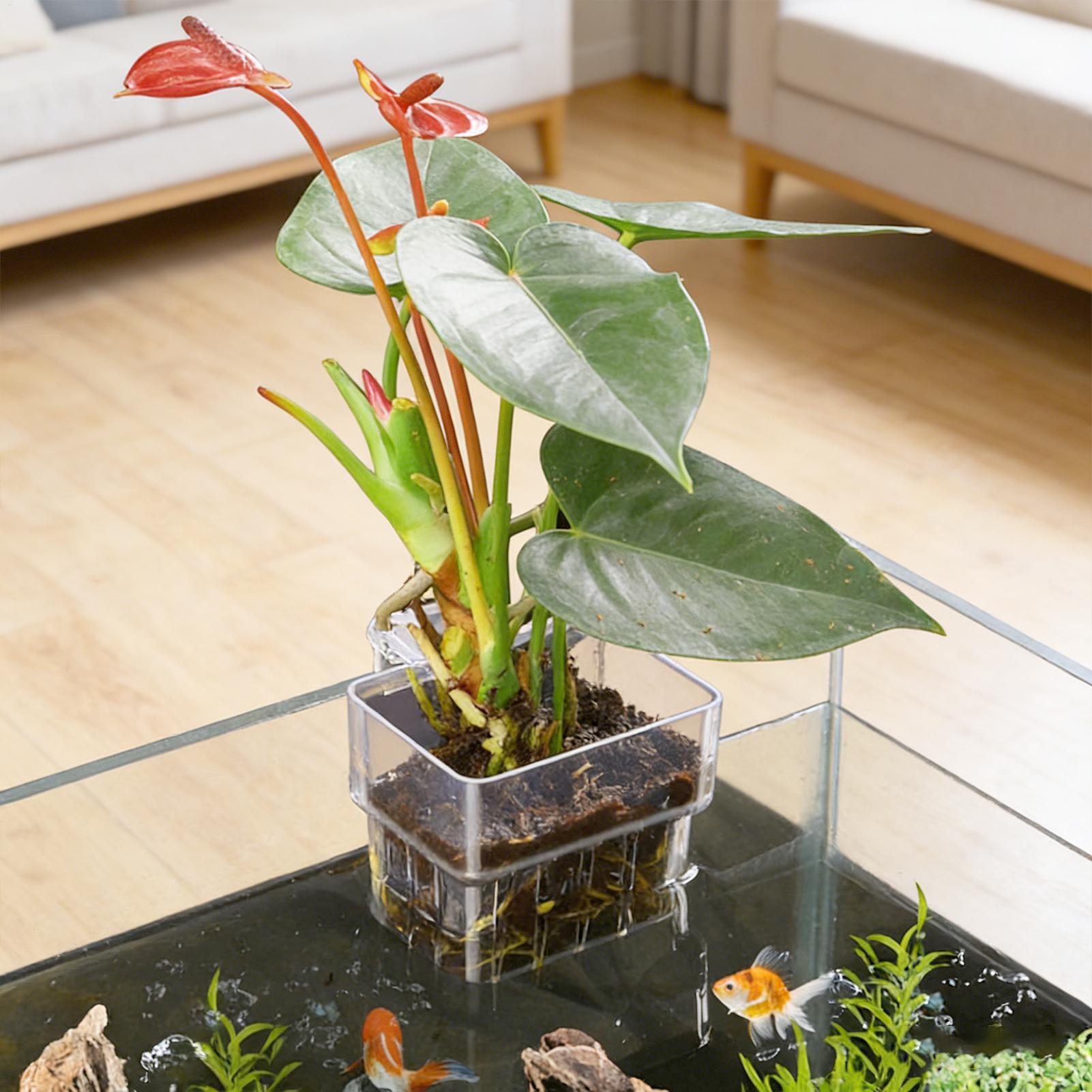 Maceta Transparente Colgante p - Aquarium Plant Rings reseña y precio