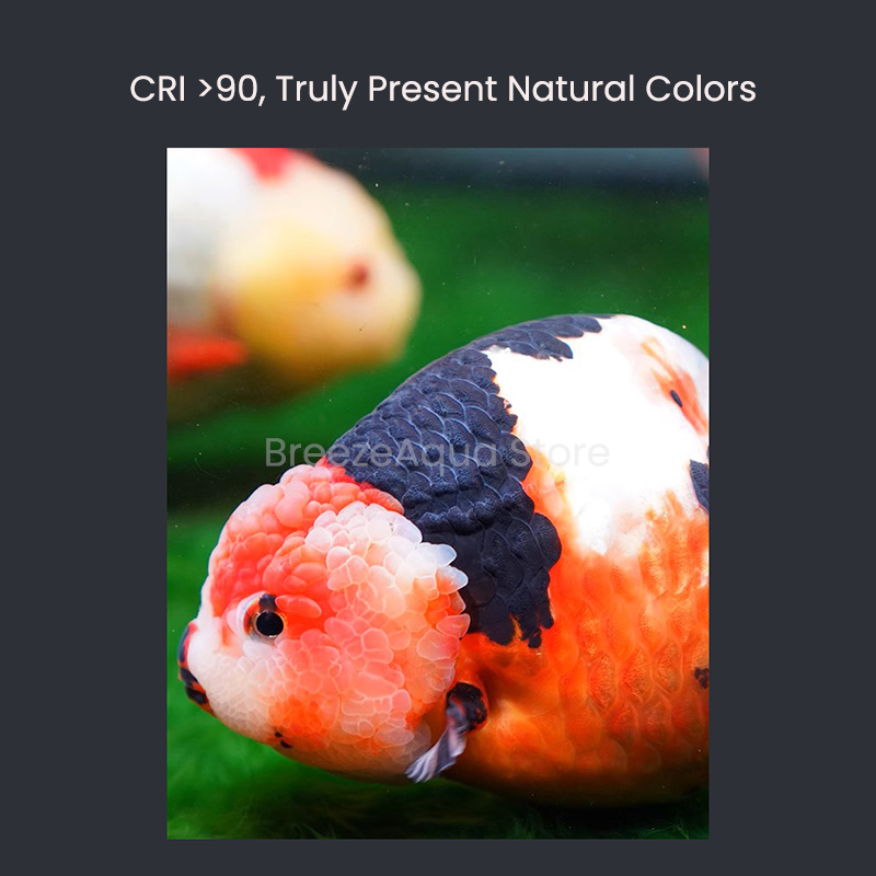 MAYIN Super Color 100W agua du - Planted Aquarium Algae reseña y precio