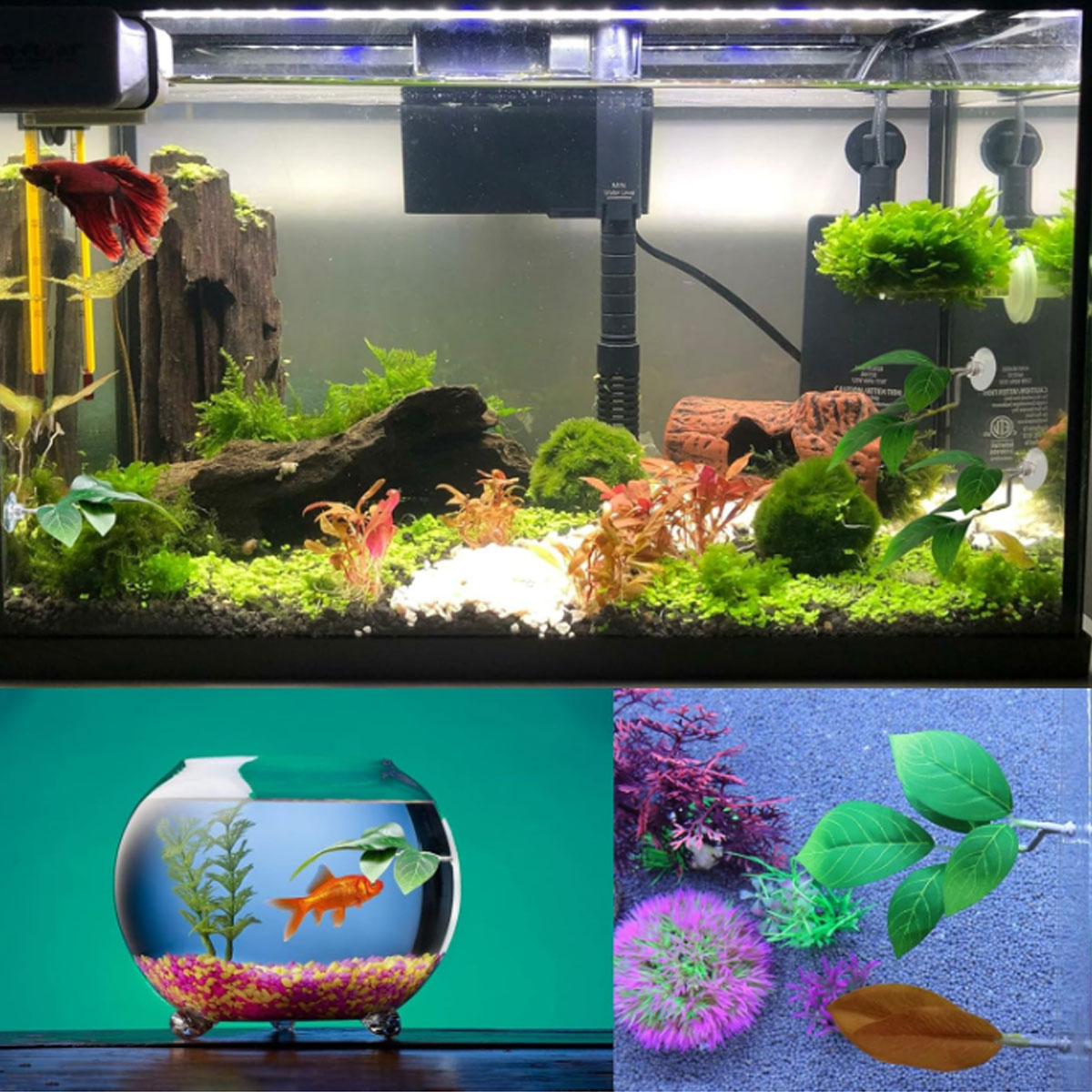 Hamaca para peces Betta, decor - Planted Aquarium Betta reseña y precio