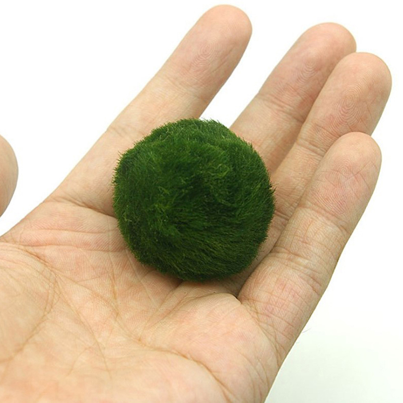 Bolas de musgo Marimo, planta  - Planted Aquarium Aquascape reseña y precio