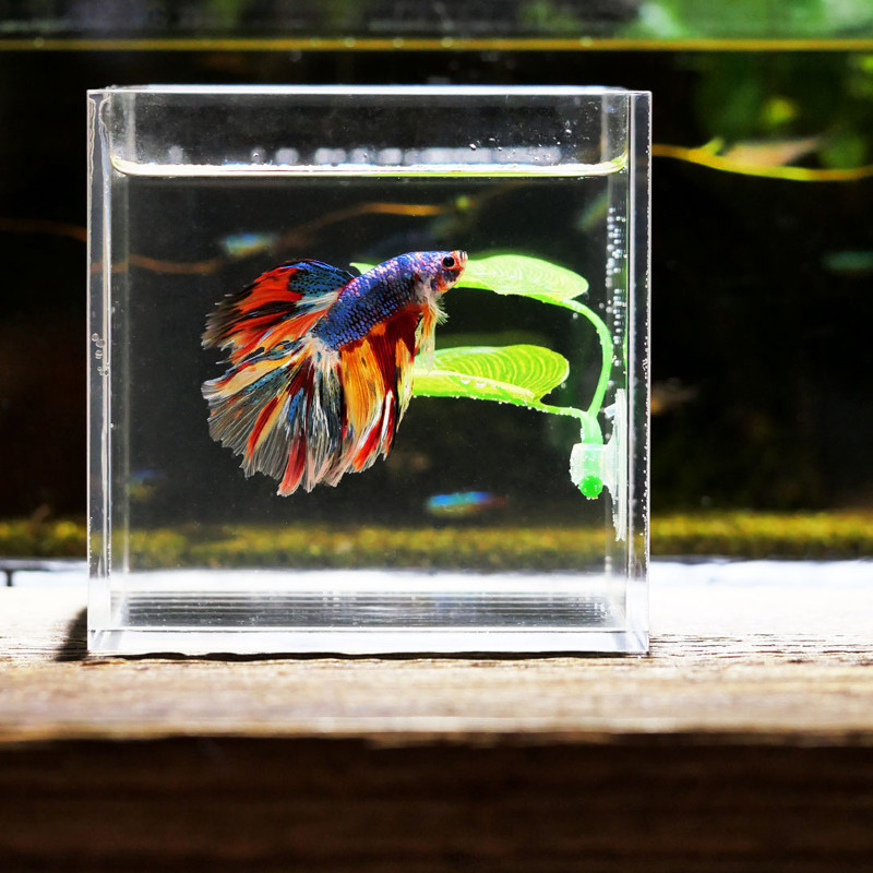 Planta Artificial Decorativa p - Planted Aquarium Betta reseña y precio